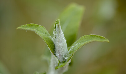 Flora of Gran Canaria - flowering Salvia canariensis, Canary Island sage natural macro floral background