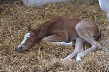 Koń , Konie  , Klacz  , konik , Polski  koń , Koń cheval, zwierzak, farma, glow, cheval, biała, charakter, koni, braun, ssak, portret, ogier, kuc, grzywa, jeździec, zwierzak, klacz , ogier