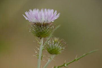 Flora of Gran Canaria -  Cirsium vulgare, the spear thistle, introduced species, natural macro floral background
