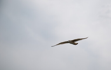 Black Sea gulls on the Black Sea coast