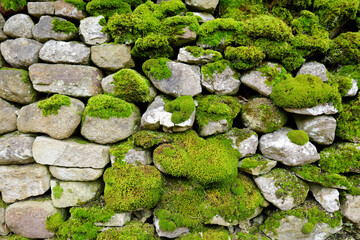 Green moss covering limestone fence in the Lake District, famous for its glacial ribbon lakes and rugged mountains.
