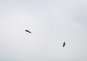 Black Sea gulls on the Black Sea coast