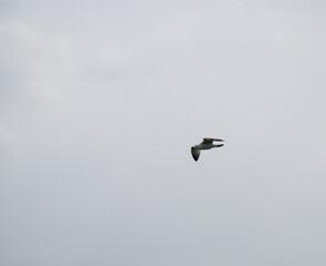 Black Sea gulls on the Black Sea coast