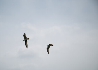 Black Sea gulls on the Black Sea coast