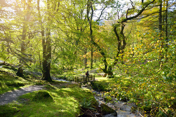 Woodland near Buttermere lake, located in the Lake District, UK. Popular tourist attraction in Lakeland.