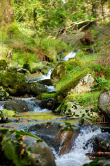 Woodland near Buttermere lake, located in the Lake District, UK. Popular tourist attraction in Lakeland.