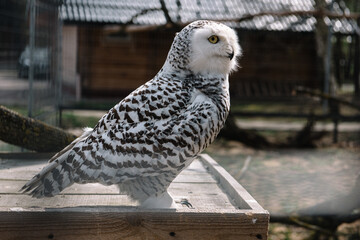 owl on a fence