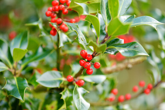 Red berries and green leaves of a holly plant