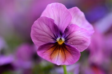 Fototapeta na wymiar Close up of one purple pansy against a blurred background