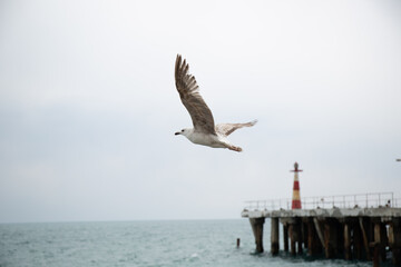 Fototapeta na wymiar Black Sea gulls on the Black Sea coast