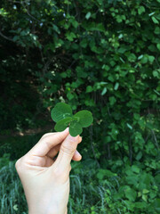 hand holding a leaf