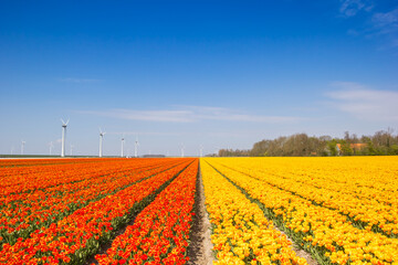 Fototapeta na wymiar Field of colorful orange and yellow tulips in spring