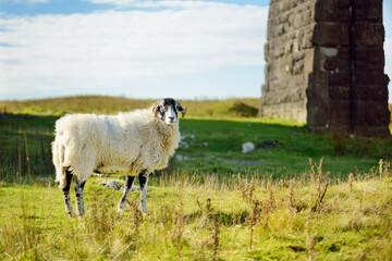 Sheep grazing under Ribblehead viaduct, located in North Yorkshire.