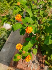 flowers in the garden