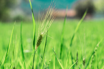 Wheat heads bright green, new harvest field blowing with wind, fresh agricultural concept background