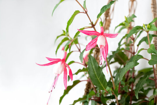 Blooming Fuchsia plant hanging with pink flowers, close up
