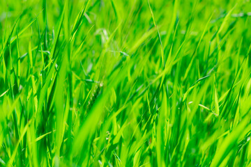 Bright green wheat and grass field banner size, agro background