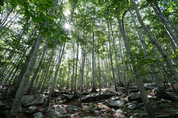 Forest of trees with rays of sunlight that illuminate.The green leaves let rays of light enter the undergrowth. Wood of the Apuan Alps in Tuscany. Alpi Apuane, Tuscany, Italy. 