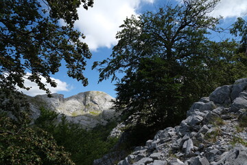 Mountains of the Apuan Alps between Monte Pisanino and Monte Cavallo.The fronds of the green trees contrast with the blue of the sky and the clouds. Alpi Apuane, Garfagnana, Italy. 