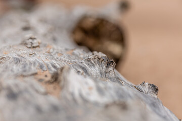 Knots in the elm tree trunk in close up.
