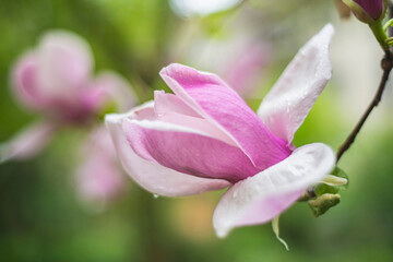 Magnolia flower blooming against a background of blurry magnolia flowers with raindrops. Magnolia 