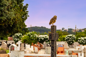 Fototapeta na wymiar Uma coruja sobre uma cruz com céu, árvores e túmulos do cemitério ao fundo.
