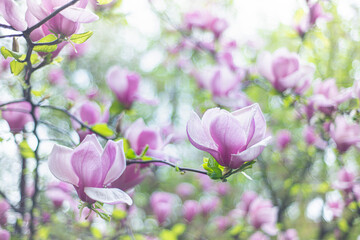 Magnolia flower blooming against a background of blurry magnolia flowers with raindrops. Magnolia "X Soulangeana" in Uzhgorod, nature awakening, close-up of large pink flowers, copy space