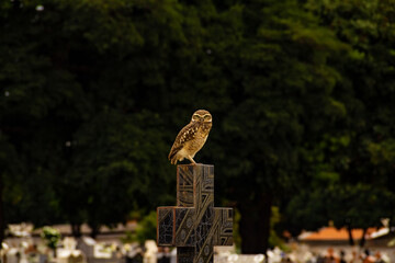 Uma coruja sobre uma cruz com árvores e túmulos do cemitério ao fundo.