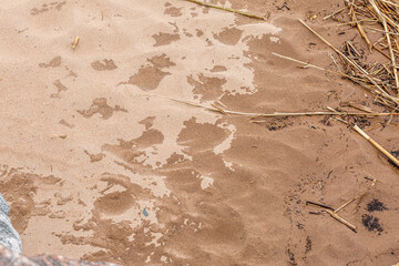 Weathered edge between wet and dry sand on the beach by the sea.
