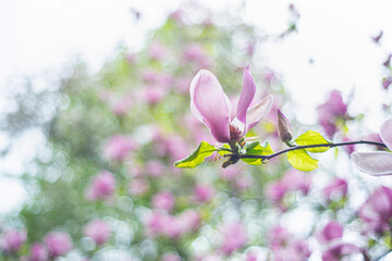 Fototapeta na wymiar Magnolia flower blooming against a background of blurry magnolia flowers with raindrops. Magnolia 