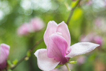 Magnolia flower blooming against a background of blurry magnolia flowers with raindrops. Magnolia 