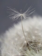 Weightless, white umbrella of the Dandelion plant on a blurred background. Closeup.
