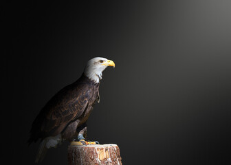bald eagle portrait