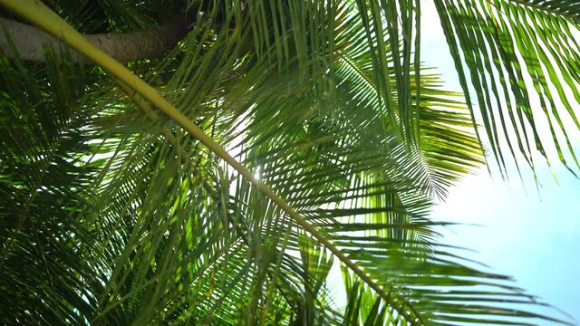 Palm tree with green leaves in tropical island. Sun shinesover tree. Maldives. Paradice place. Holiday and travel concept
