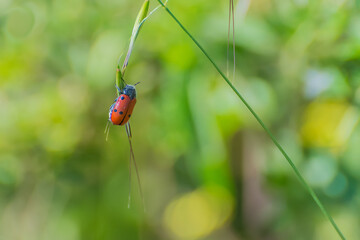 ladybug hanging on a twig