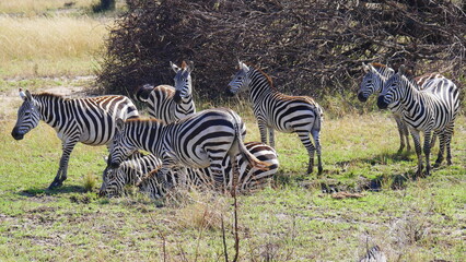 Fototapeta na wymiar Zebras im Nationalpark Serengeti