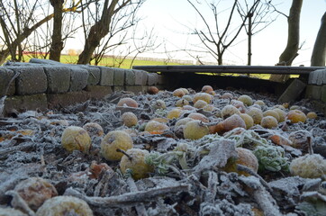 Frozen fruits in a cold morning in The Netherlands