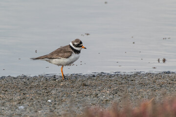 Kentish Sandpiper on the shore of a lagoon