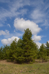 Obraz premium Clouds and pines