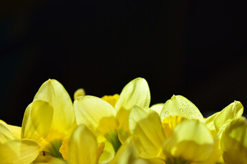 Yellow daffodils close up with dew drops on petals on black background