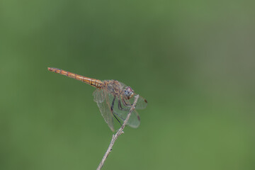 Dragonfly perched on a twig with a nice blurred green background