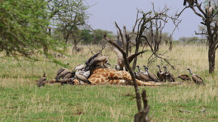 Aasfresser bei einer toten Giraffe