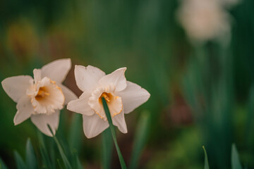 daffodils in the garden