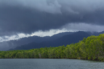 Mangrove forests before a rainstorm