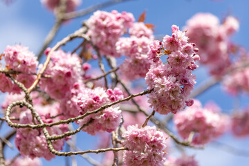 Close up of pink Cherry Blossom flowers and branches Prunus 'Kanzan'