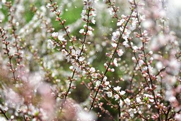 many blossoming cherry twigs. Spring background. Beauty in nature