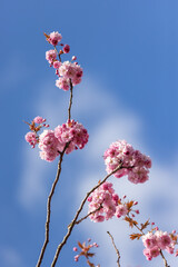 Close up of pink Cherry Blossom flowers and branches Prunus 'Kanzan'