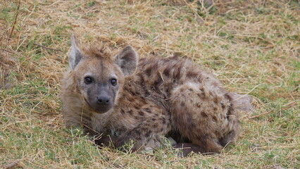 Fototapeta premium junge Hyäne