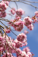 Close up of pink Cherry Blossom flowers and branches Prunus 'Kanzan'