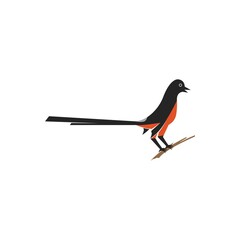 Murai bird illustration logo vector